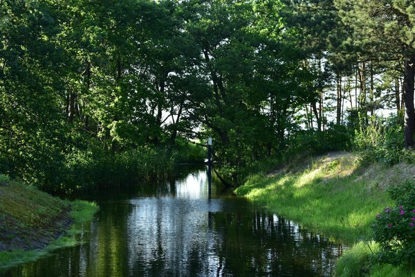 Cultivation premium des fleurs de cbd : méthodes et astuces